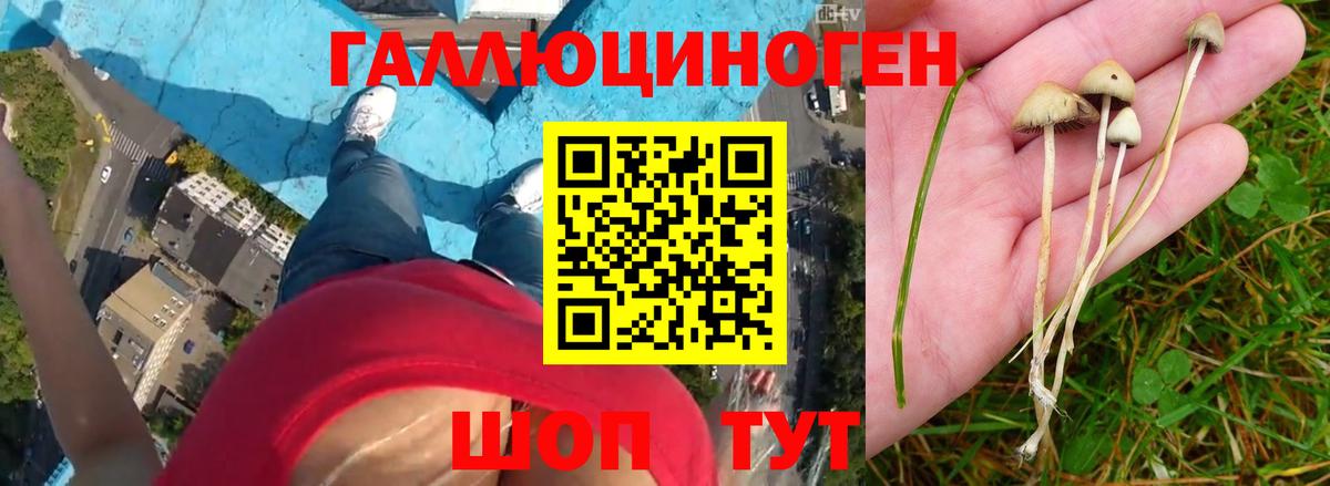 Галлюциногенные грибы Psilocybe Киселёвск